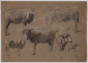 Études de moutons, seconde moitié des années 1800