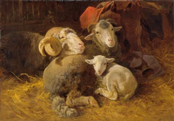 Moutons dans l