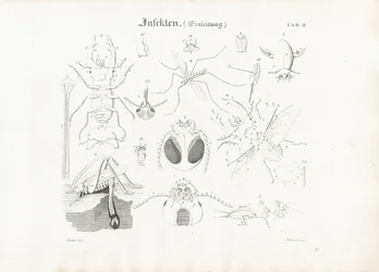 Anatomie des insectes