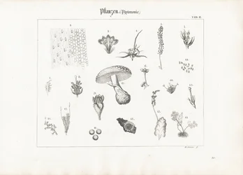 Anatomie des plantes et formes fongiques