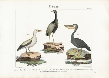 Trompette, albatros et pélican
