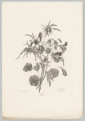 Fleurs diverses