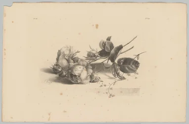 Études de fleurs et de fruits (3e épisode)