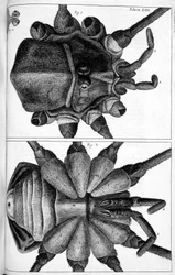Microscopie