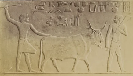 Taureau sacré à Saqqarah