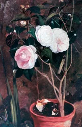 Camelias, 19ème siècle