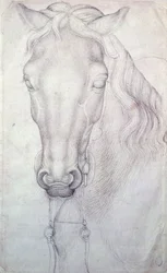 Tête de cheval