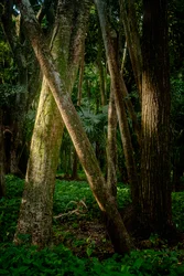 Afernoon, forêt de Tijuca, Brésil, 2022 (photo)