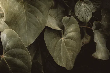 Anthurium Andraeanum, XVI e, Petrópolis, Rio de Janeiro, Brésil, 2025 (photographie)