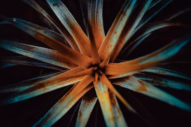 Bromelioideae, 2015 (photo numérique)