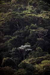 Embauba III, 2019 (photo numérique)