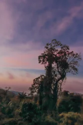 Forêt tropicale III, 2020