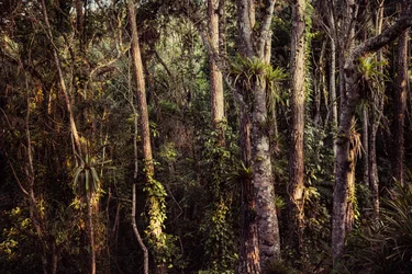 Forêt tropicale IV, 2021