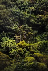 Forêt tropicale IX, 2018