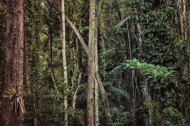 Forêt tropicale V, 2021 (photographie numérique)