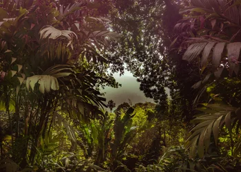 Forêt de Tijuca XXXVII, 2024 (photographie numérique)