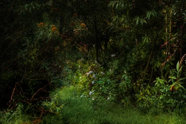 Sentiers, 2015
