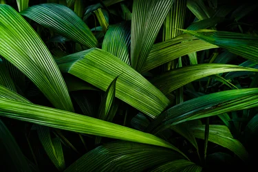 Jardins tropicaux II, Rio de Janeiro, Brésil, 2024 (photographie)