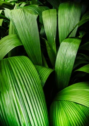 Jardins tropicaux, 2023