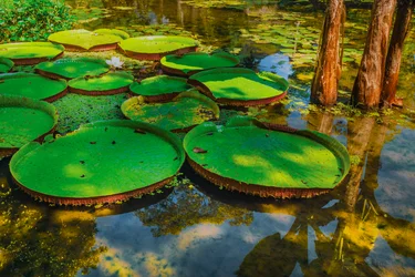 Victoria Amazonica, 2024 (photographie numérique)