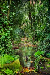 Forêt humide, 2023 (photo)