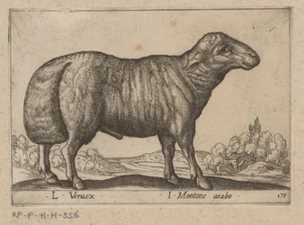 Mouton arabe