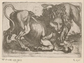 Un lion attaquant un taureau