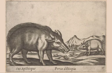 Cochon éthiopien