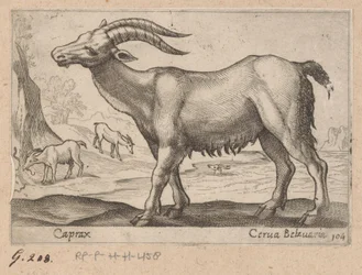 Chamois