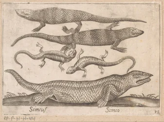 Lézards