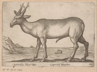 Hert Capreulus Marinus / Capriolo Marino (Dieren en fabelwezens, Nova raccolta de li animali piu curiosi del mondo)