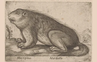Marmotte Mus Alpinus / Marmotta (titre sur l
