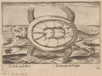 Tortue des marais