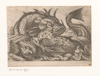 Deux poissons combattants