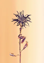 Fleur ancienne -apricot, 2025 (photo)