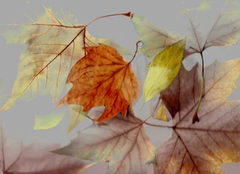 Automne
