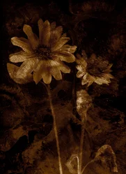 Fleur