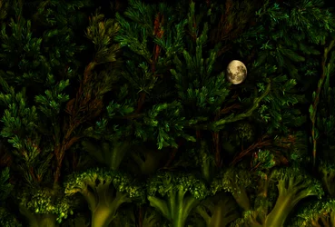 Bois du jardin magique, 2011 (photo)