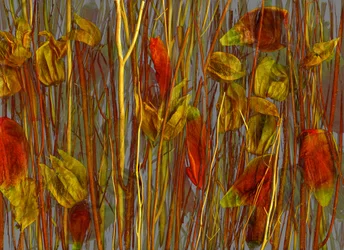 Le bois secret, 2014 (photo)