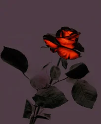 une nouvelle rose, 2007 (photo)