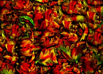 lit de tulipes