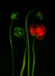 earthArt -poppy, 2008 (photo)