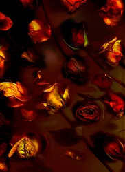 earthArt roses, 2008 (photo)