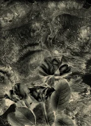 roses mono