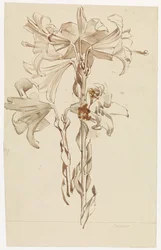 Feuille d