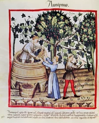 La Récolte du Raisin de Tacuinum Sanitatis