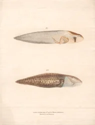 N° 5 et N° 6 dans les 8 stades de croissance de la grenouille du Surinam
