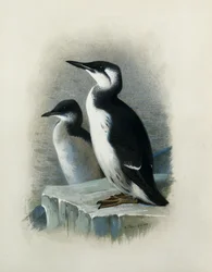 Un Guillemot de Brünnich