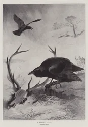 Un corbeau affamé