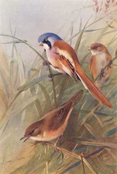 Mésange à Longue Queue (mâle et femelle), Fauvette de Savi